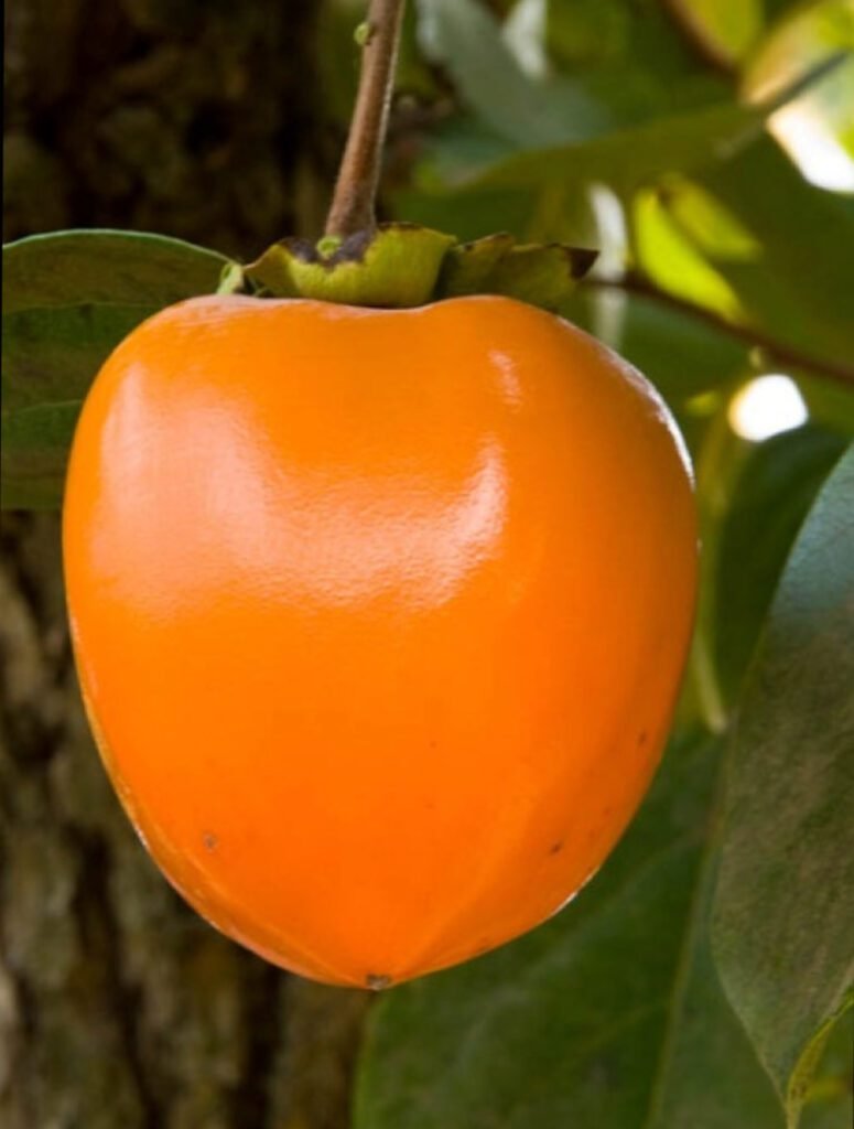caquis persimon
