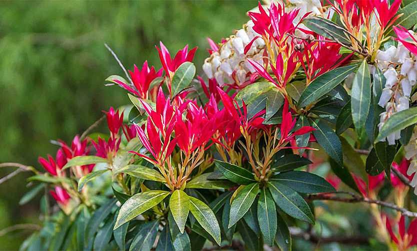 Pieris Rotsheide: