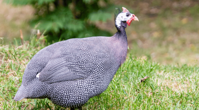 Guinea Fowl