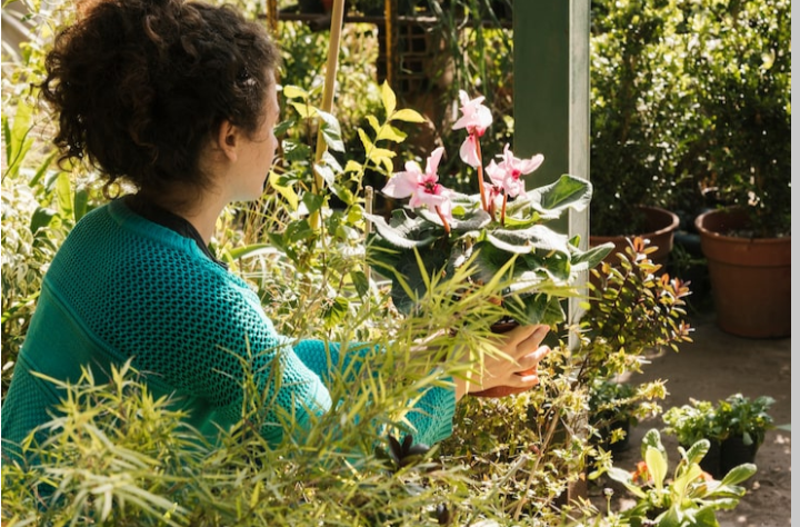 Partial Shade Garden