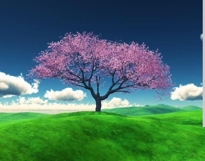 Cherry Blossom Tree: The Symbol of Beauty, Peace & Renewal