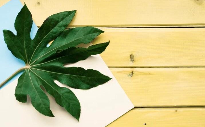 Grabba Leaf