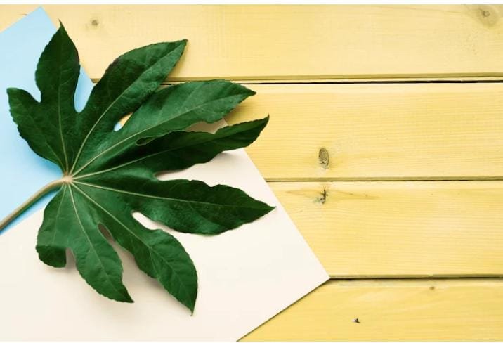 Grabba Leaf – The Natural Tobacco Leaf Everyone Is Talking About