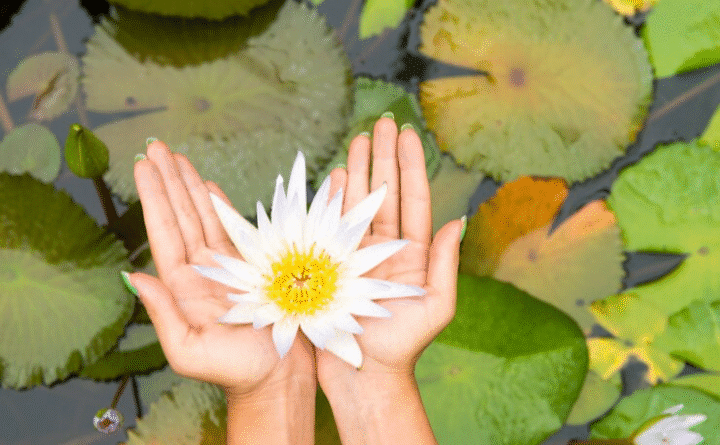Lotus Flower and