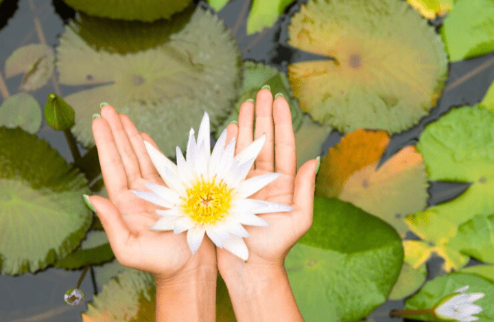 Lotus Flower and