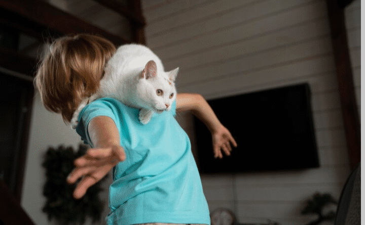 Karate Cats