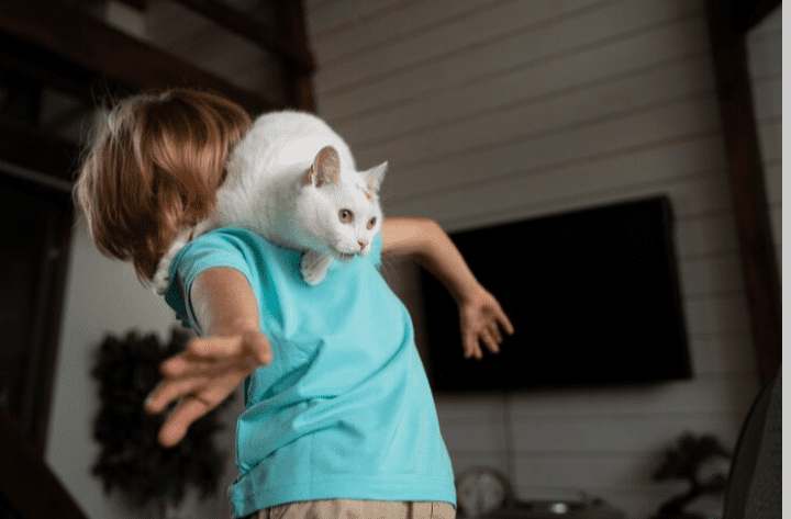 Karate Cats