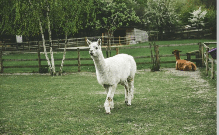 Alpaca Alpaca Alpaca