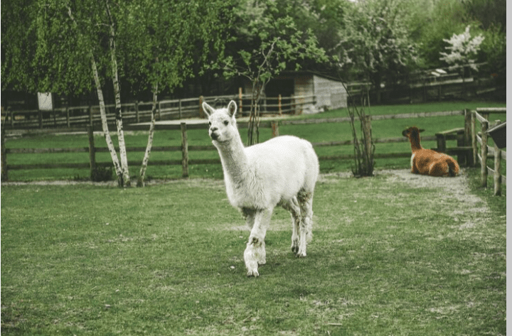 Alpaca Alpaca Alpaca