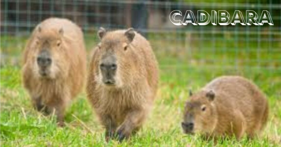 Cadibara