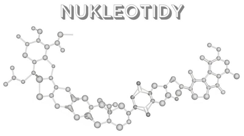 Nukleotidy