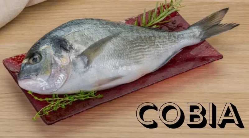 Cobia