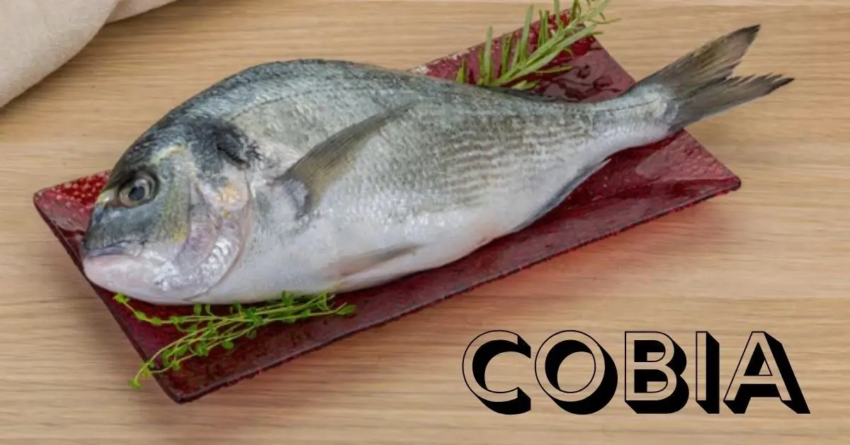 Cobia