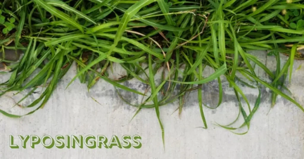 Lyposingrass
