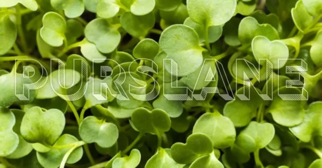 Purslane