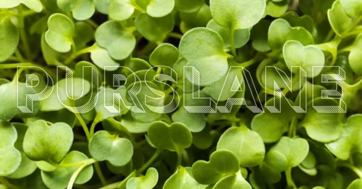 Purslane